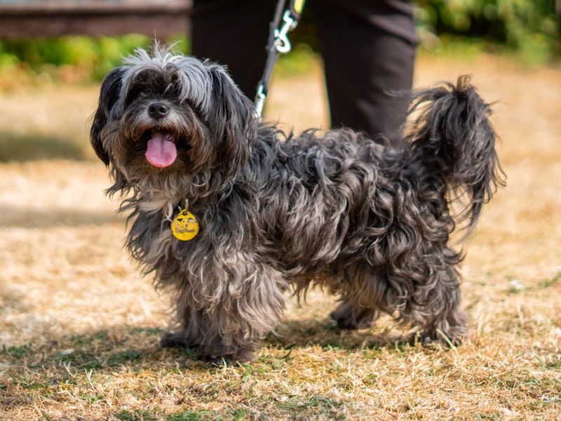 Tilda | Spaniel (Cocker) Cross | Newbury (Berkshire) - 3