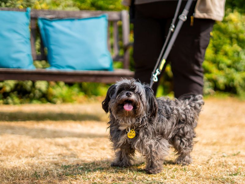 Tilda | Spaniel (Cocker) Cross | Newbury (Berkshire) - 6