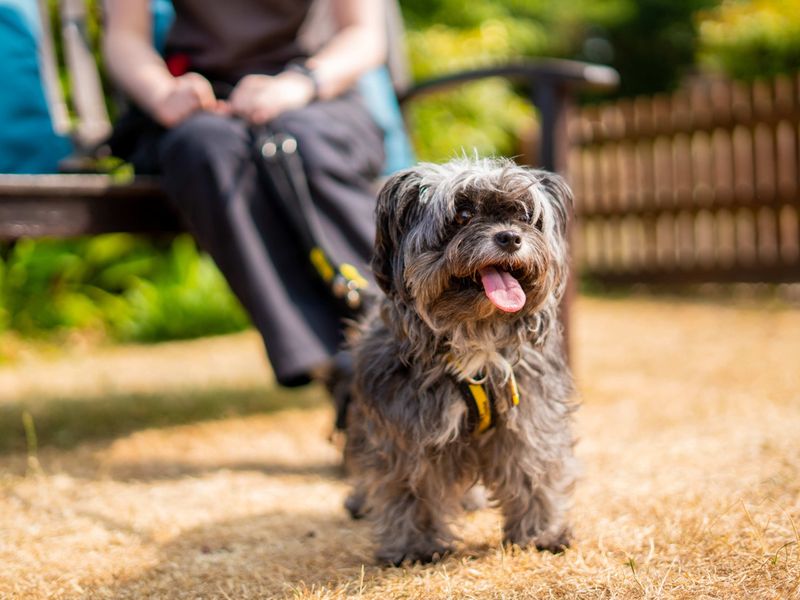 Tilda | Spaniel (Cocker) Cross | Newbury (Berkshire) - 2
