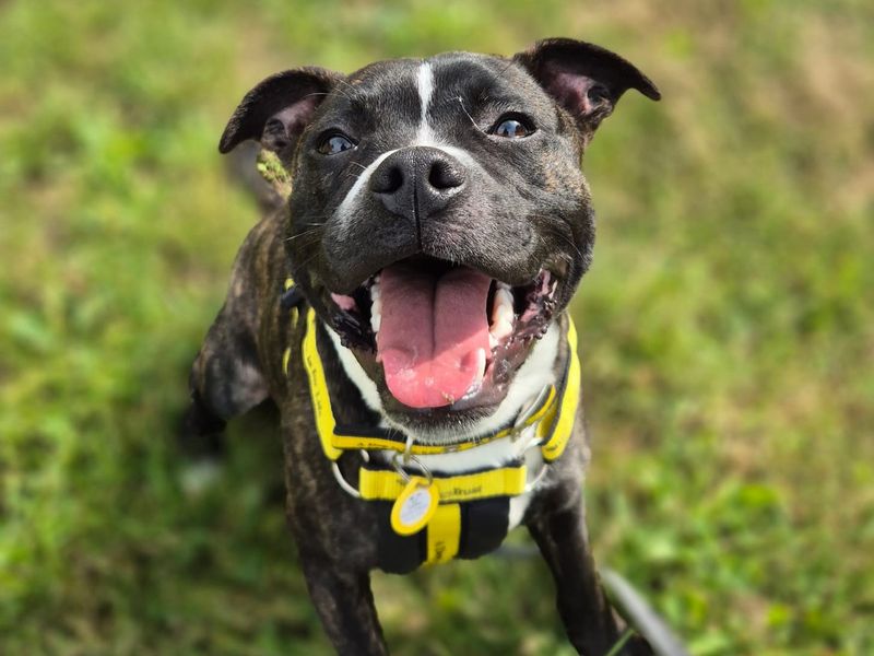 Yuzu | Terrier (Staffordshire Bull) | Shrewsbury (Shropshire) - 1