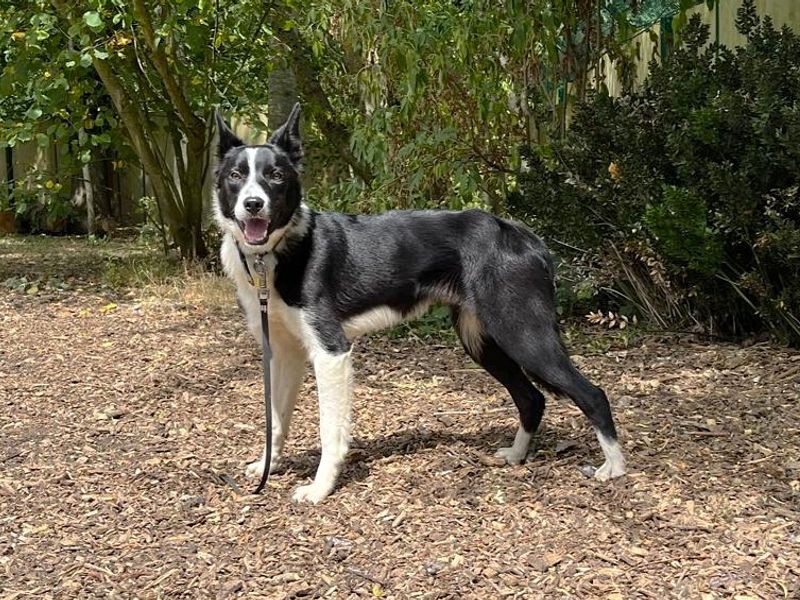 Dutton | Collie (Border) | Canterbury - 3