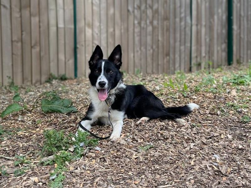 Dutton | Collie (Border) | Canterbury - 2