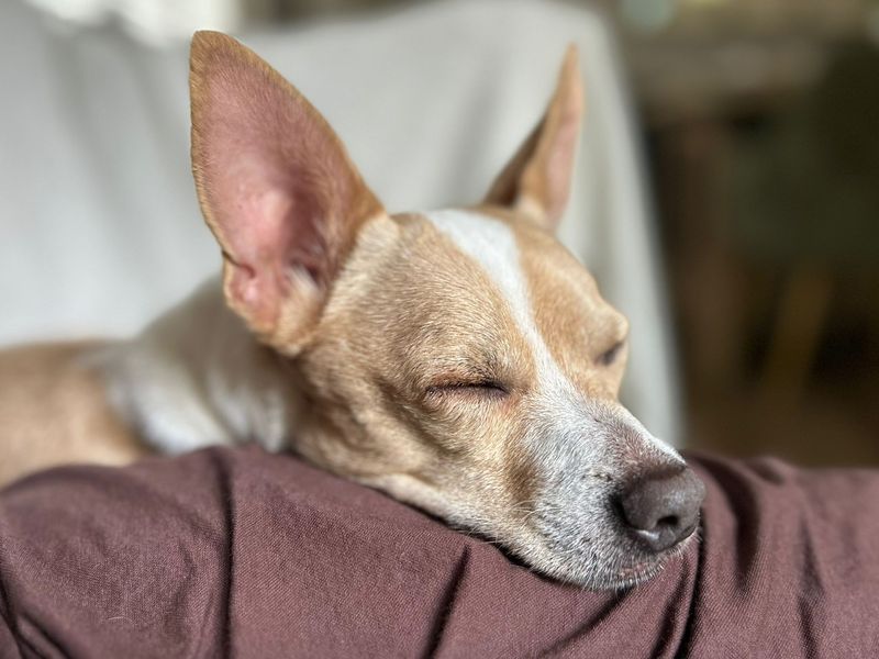 undefined | Terrier (Jack Russell) Cross | undefined - 2