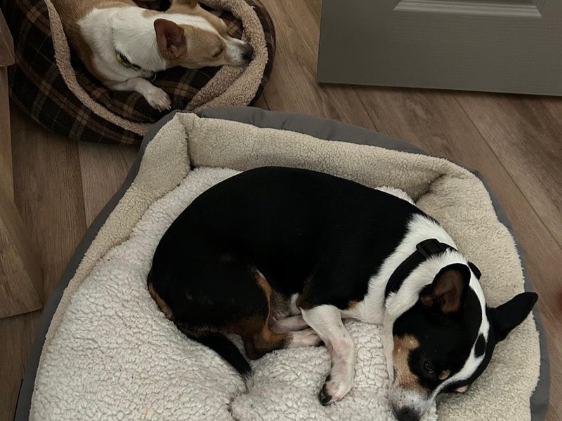undefined | Terrier (Jack Russell) Cross | undefined - 1