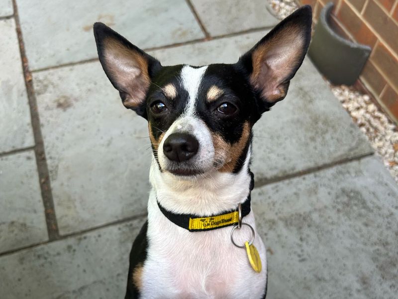 undefined | Terrier (Jack Russell) Cross | undefined - 3