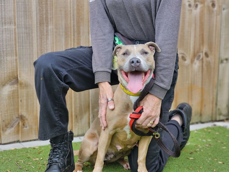 undefined | Terrier (Staffordshire Bull) | undefined - 4