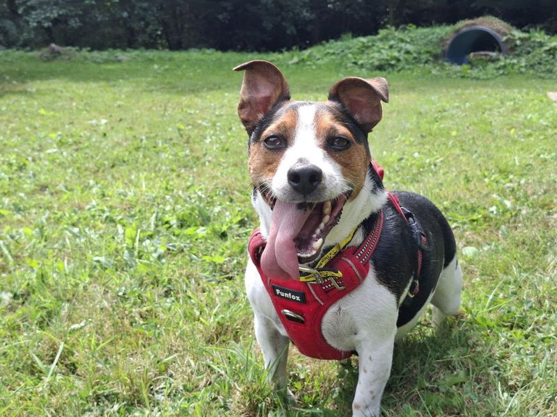 Rodney | Terrier (Jack Russell) Cross | Ilfracombe - 2