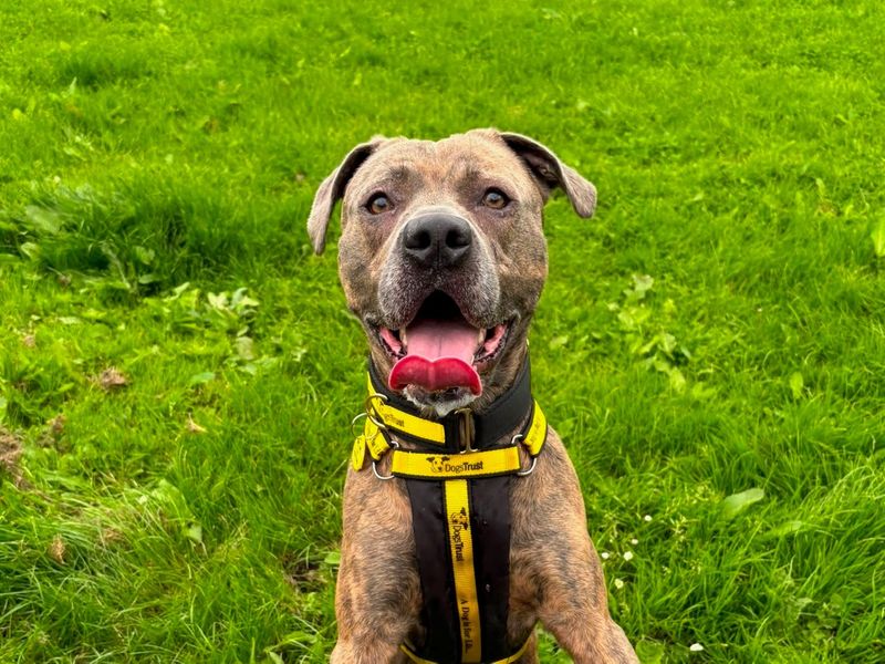 Squish | Terrier (Staffordshire Bull) Cross | West Calder (Edinburgh) - 2