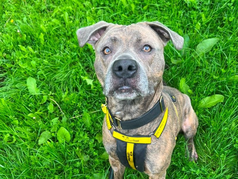 Squish | Terrier (Staffordshire Bull) Cross | West Calder (Edinburgh) - 3