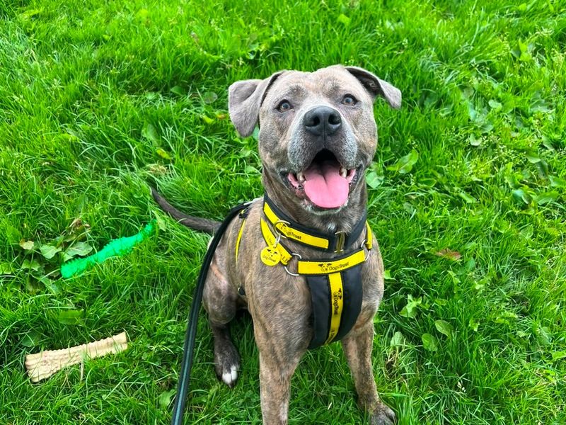 Squish | Terrier (Staffordshire Bull) Cross | West Calder (Edinburgh) - 5