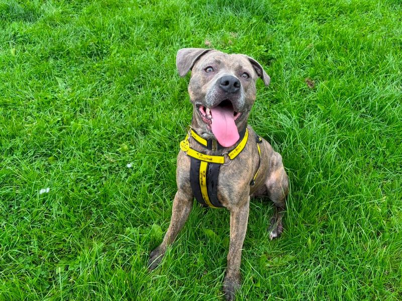 Squish | Terrier (Staffordshire Bull) Cross | West Calder (Edinburgh) - 1