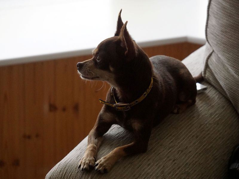 Milly | Chihuahua (Smooth Coat) | Ballymena (Northern Ireland) - 3