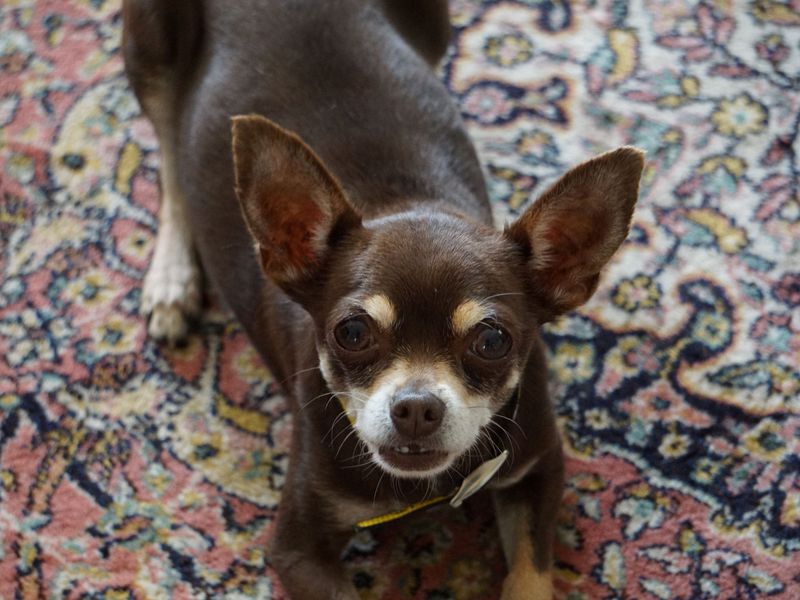 Milly | Chihuahua (Smooth Coat) | Ballymena (Northern Ireland) - 4