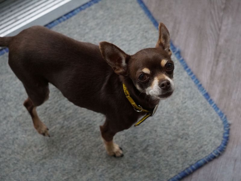 Milly | Chihuahua (Smooth Coat) | Ballymena (Northern Ireland) - 5