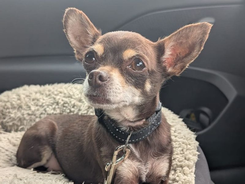 Milly | Chihuahua (Smooth Coat) | Ballymena (Northern Ireland) - 1