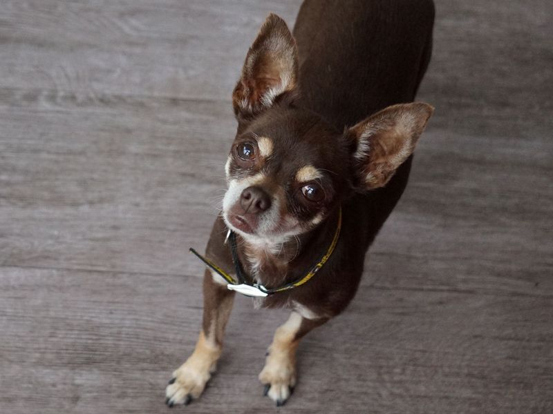 Milly | Chihuahua (Smooth Coat) | Ballymena (Northern Ireland) - 2