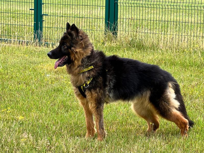 Mitsy | German Shepherd Dog | Salisbury (Wiltshire) - 5