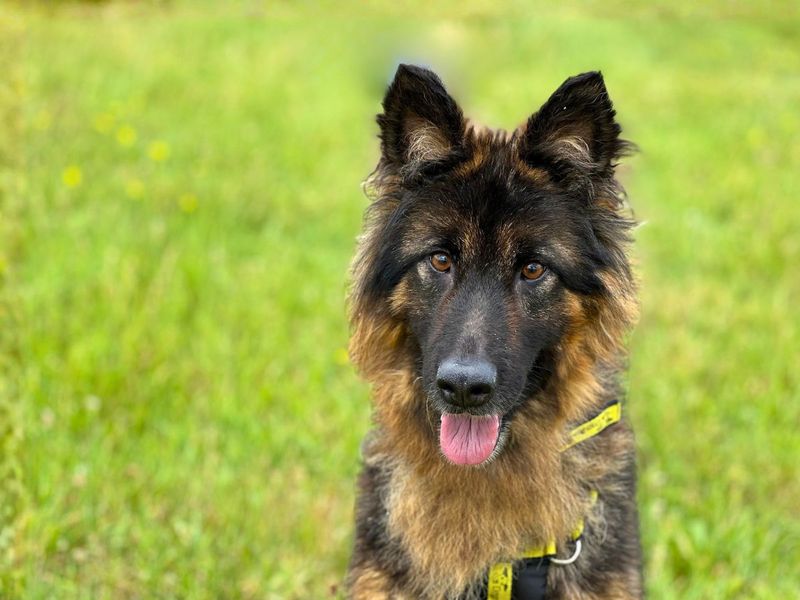 Mitsy | German Shepherd Dog | Salisbury (Wiltshire) - 8