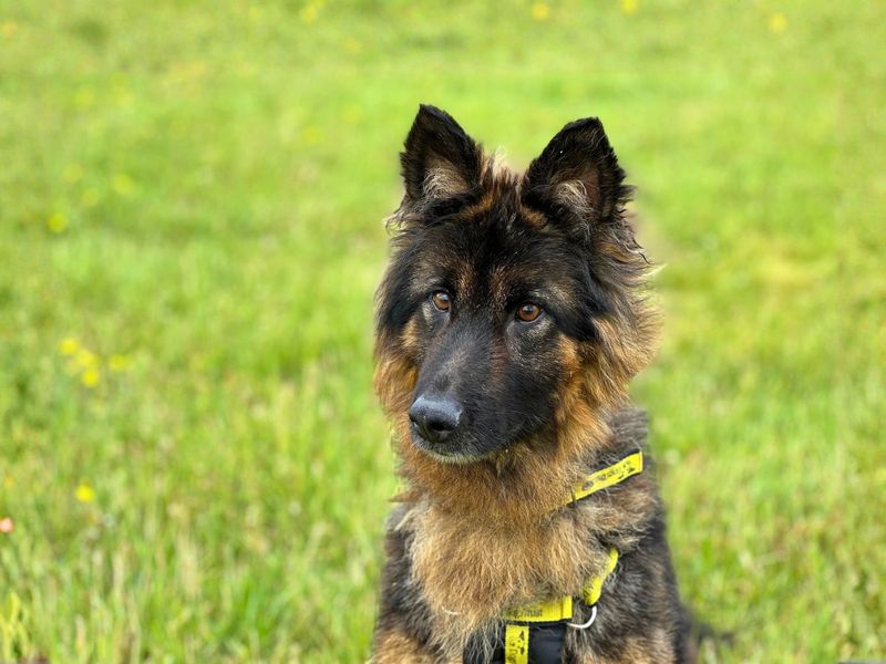Mitsy - Image 6 of 7