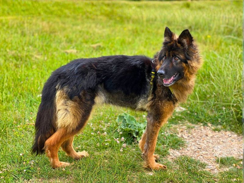 Mitsy - Image 3 of 7