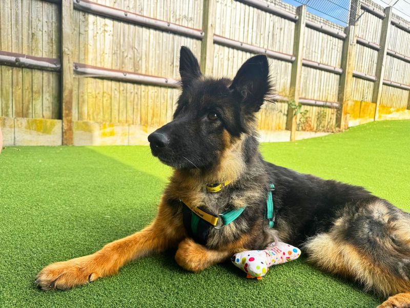 Mitsy | German Shepherd Dog | Salisbury (Wiltshire) - 6
