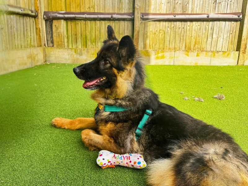 Mitsy | German Shepherd Dog | Salisbury (Wiltshire) - 3