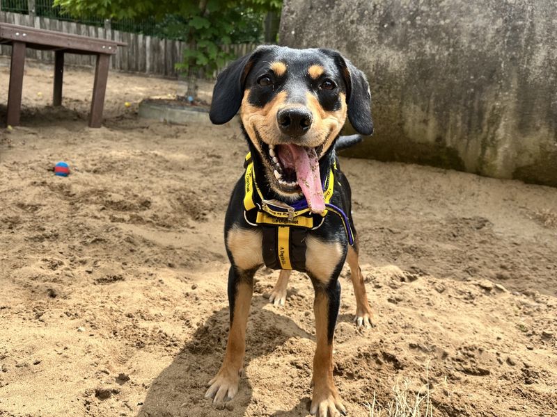 Tess | New Zealand Huntaway Cross | Ilfracombe - 3