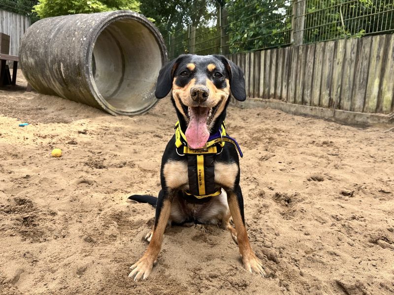 Tess | New Zealand Huntaway Cross | Ilfracombe - 4