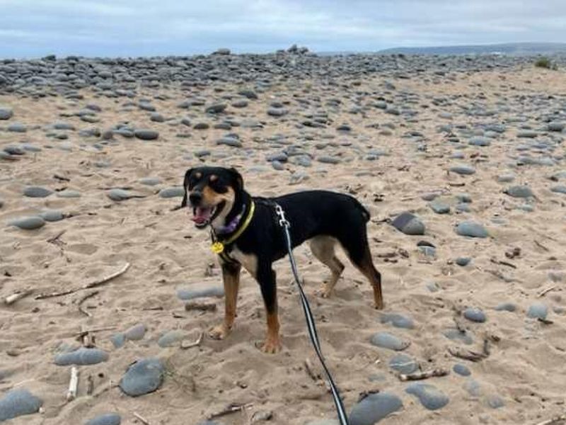 Tess | New Zealand Huntaway Cross | Ilfracombe - 5