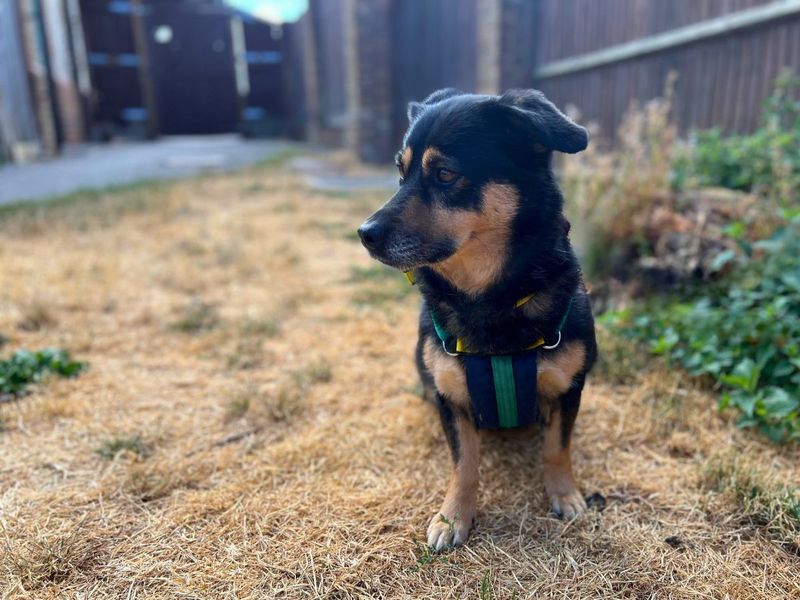 Shadow | Pomeranian Cross | Salisbury (Wiltshire) - 3