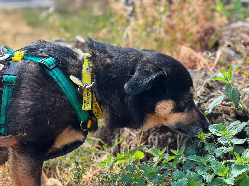 Shadow | Pomeranian Cross | Salisbury (Wiltshire) - 1