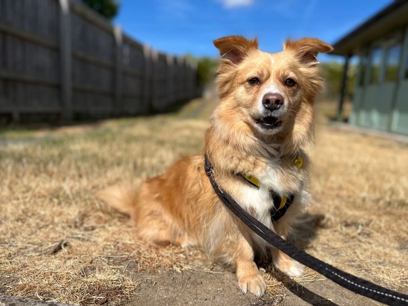 Ghost | Pomeranian Cross | Salisbury (Wiltshire) - 5