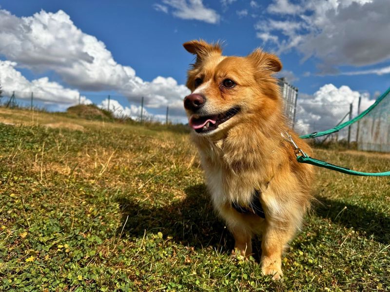 Ghost | Pomeranian Cross | Salisbury (Wiltshire) - 6