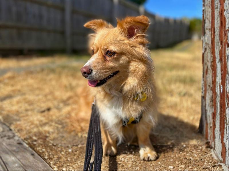 Ghost | Pomeranian Cross | Salisbury (Wiltshire) - 2