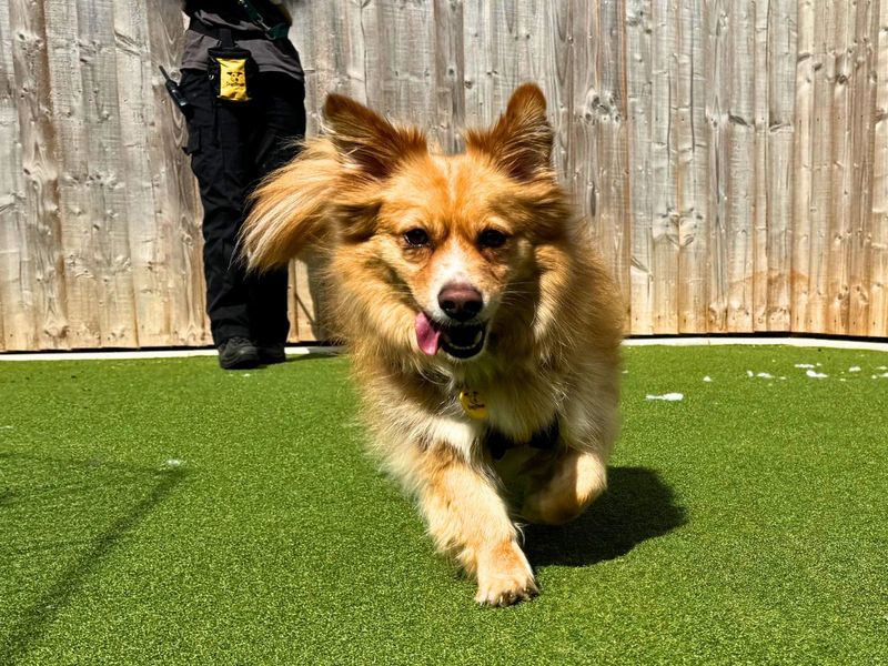 Ghost | Pomeranian Cross | Salisbury (Wiltshire) - 7