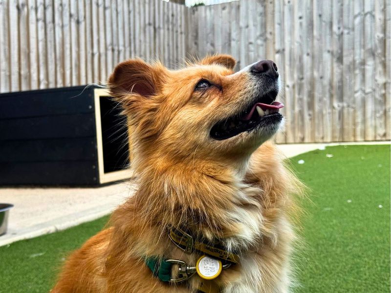 Ghost | Pomeranian Cross | Salisbury (Wiltshire) - 1