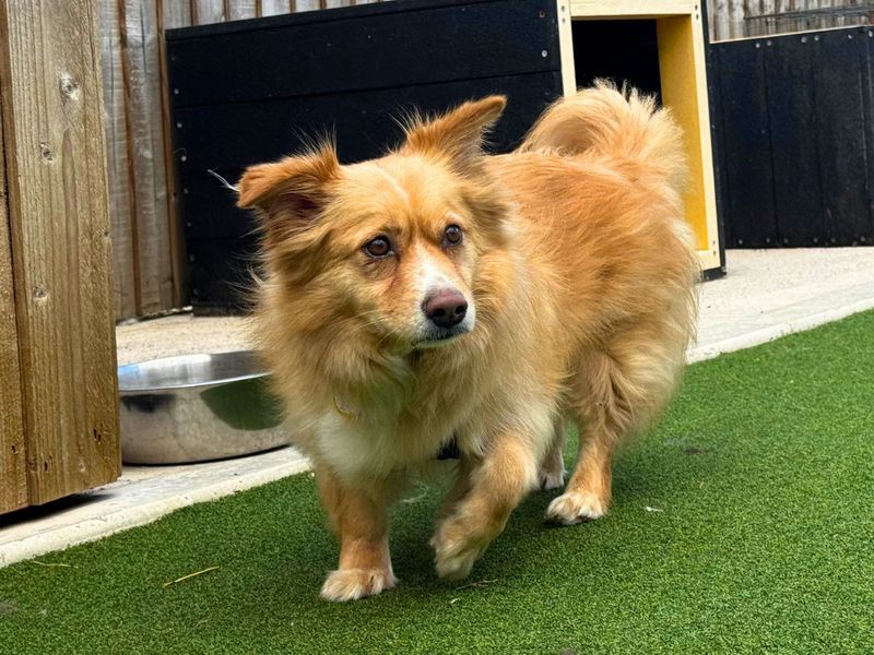 Ghost | Pomeranian Cross | Salisbury (Wiltshire) - 4