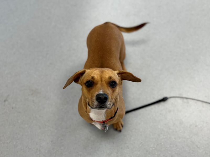 French Bulldog Dogs And Puppies For Adoption