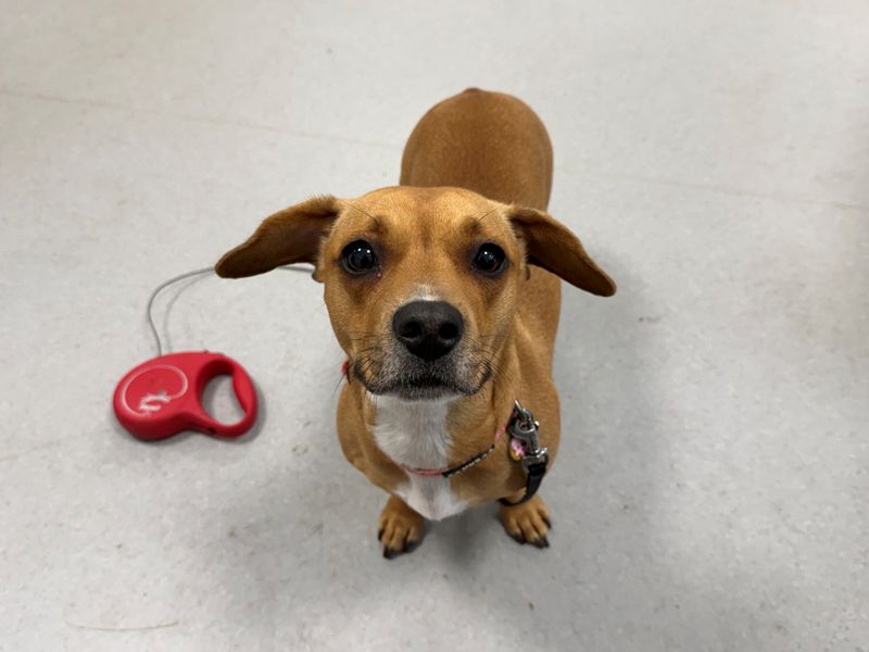 undefined | Dachshund (Smooth Haired) Cross | undefined - 2