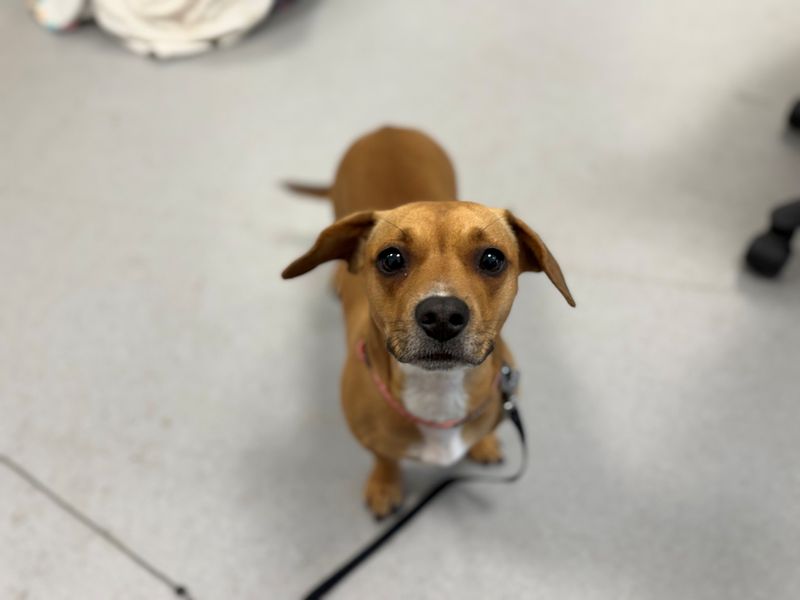 undefined | Dachshund (Smooth Haired) Cross | undefined - 4