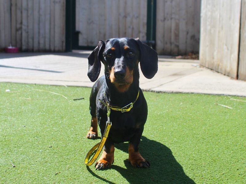 Millie | Dachshund (Miniature Smooth Haired) | Manchester - 3