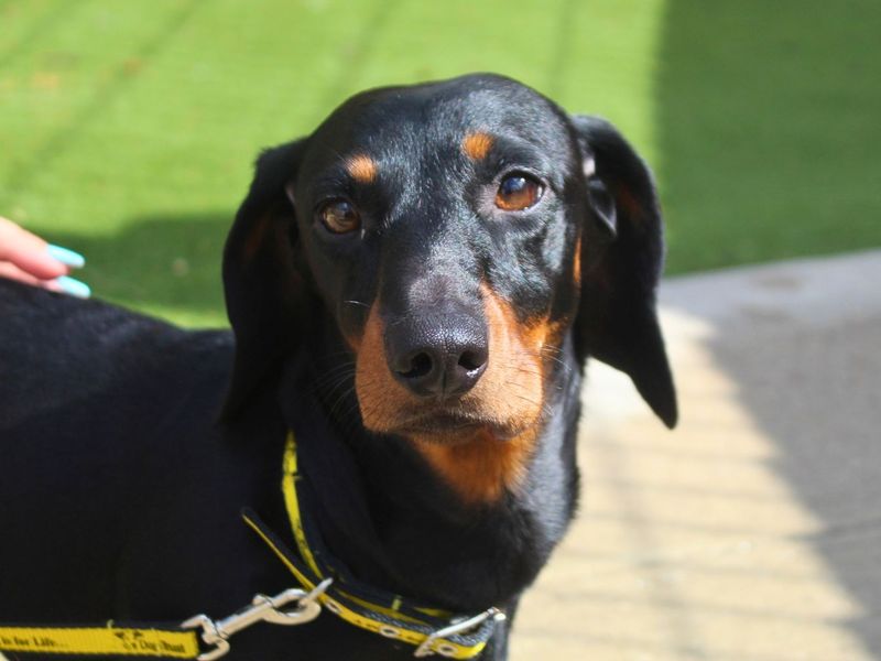 Millie | Dachshund (Miniature Smooth Haired) | Manchester - 2
