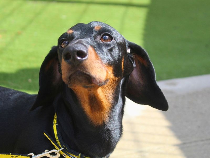 Millie | Dachshund (Miniature Smooth Haired) | Manchester - 4
