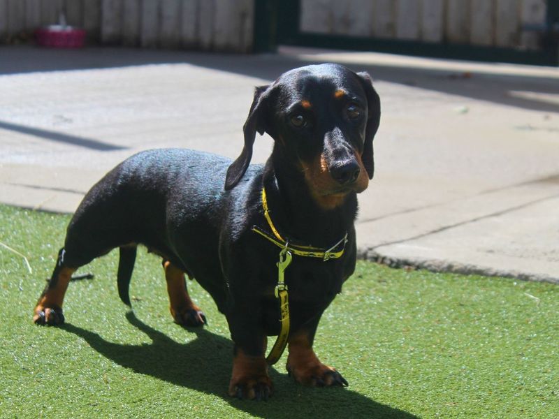 Millie - Image 5 of 7