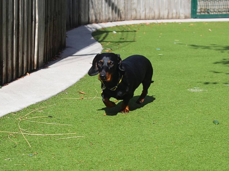 Millie - Image 7 of 7