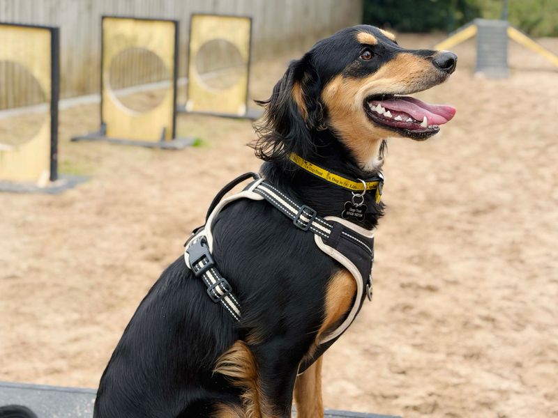 Dexter | Saluki Cross | Leeds - 3