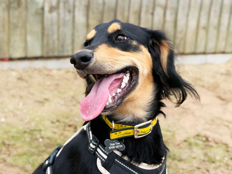 Dexter | Saluki Cross | Leeds - 2