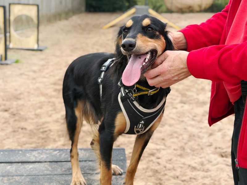 Dexter | Saluki Cross | Leeds - 4