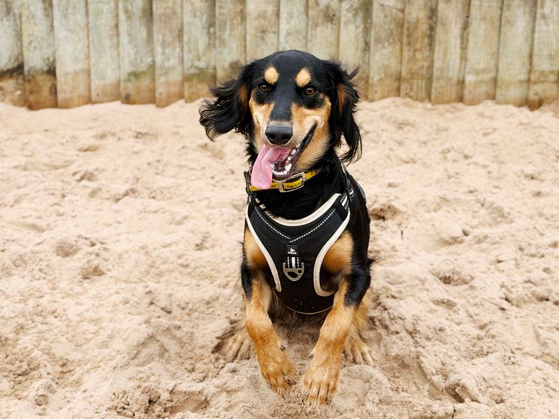 Dexter | Saluki Cross | Leeds - 5