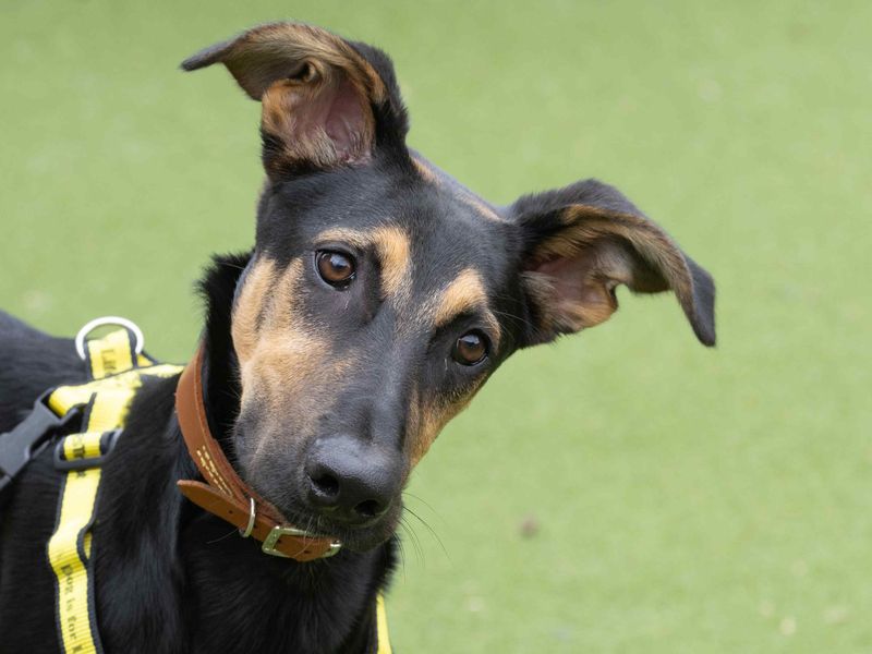 Rex | Saluki Cross | Loughborough - 2